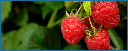 Raspberry-Ketones